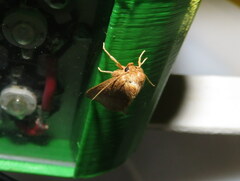 Mythimna albipuncta