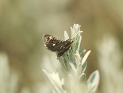 Heliothela wulfeniana
