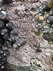 Chamberlainium tumidum