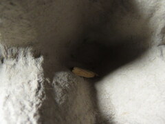 Ematheudes punctella