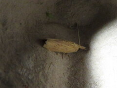 Ematheudes punctella