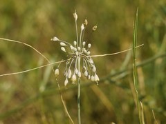 Allium flavum tauricum