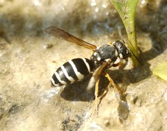 Hemipterochilus bembeciformis