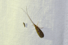 Calamoceratidae