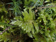 Homalothecium megaptilum