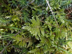 Homalothecium megaptilum