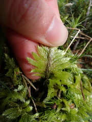 Homalothecium megaptilum