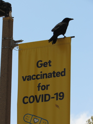 Common Raven photographed in California