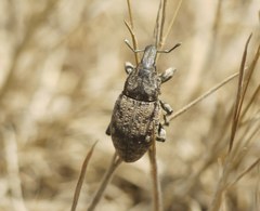Leucophyes pedestris