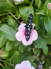 Amata ragazzii
