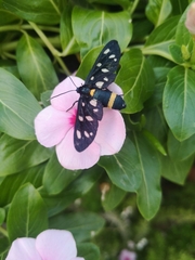 Amata ragazzii
