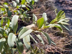 Ozoroa paniculosa