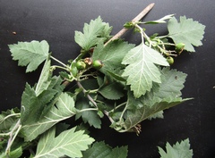 Crataegus nigra