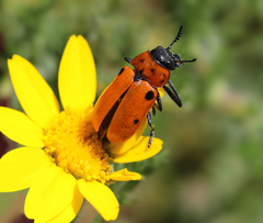 Tituboea sexmaculata