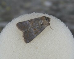 Mesoligia literosa