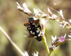 Scolia sexmaculata