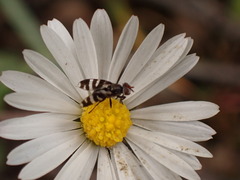 Herina frondescentiae