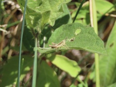 Pseudochorthippus curtipennis