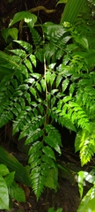 Davallia solida