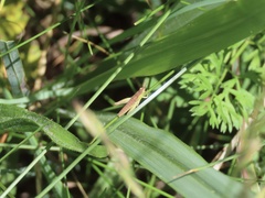 Pseudochorthippus curtipennis