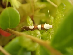 Argyresthia brockeella