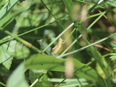 Pseudochorthippus curtipennis