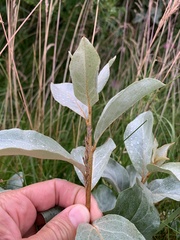 Elaeagnus commutata