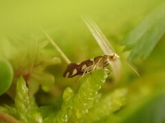 Argyresthia brockeella