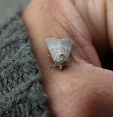 Mesoligia literosa