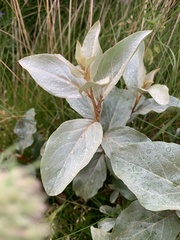 Elaeagnus commutata