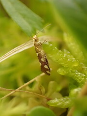 Argyresthia brockeella