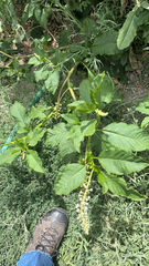 Phytolacca americana