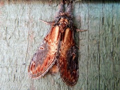 Notodonta scitipennis