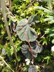 Begonia fusibulba
