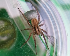 Alopecosa pulverulenta