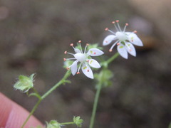 Micranthes clusii lepismigena