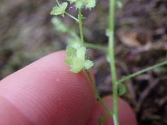 Micranthes clusii lepismigena