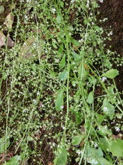 Micranthes clusii lepismigena