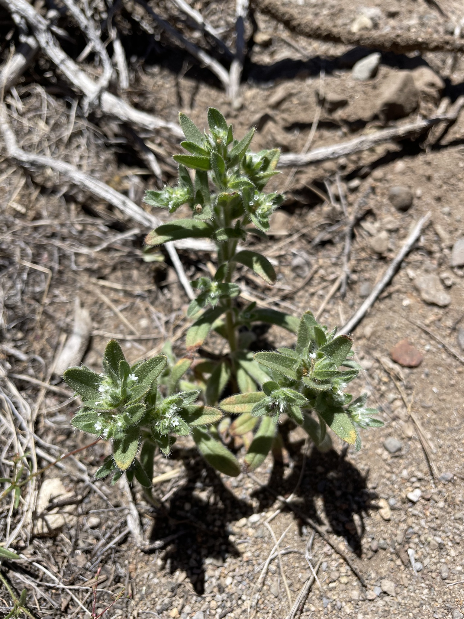 Plagiobothrys hispidus