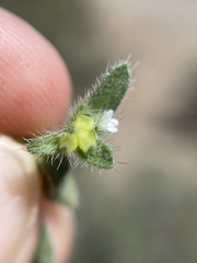 Plagiobothrys hispidus