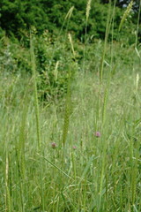 Triticum monococcum boeoticum