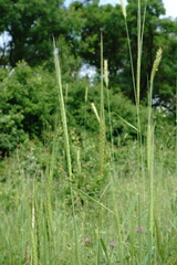 Triticum monococcum boeoticum