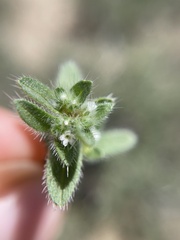 Plagiobothrys hispidus