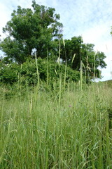 Triticum monococcum boeoticum