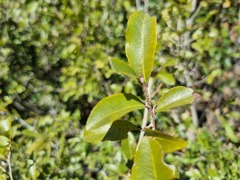 Ochna pretoriensis