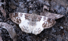 Polyctor polyctor