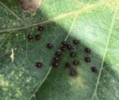 Euthyrhynchus floridanus