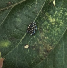 Euthyrhynchus floridanus