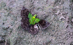 Gorgopas trochilus
