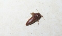 Orthostethus infuscatus